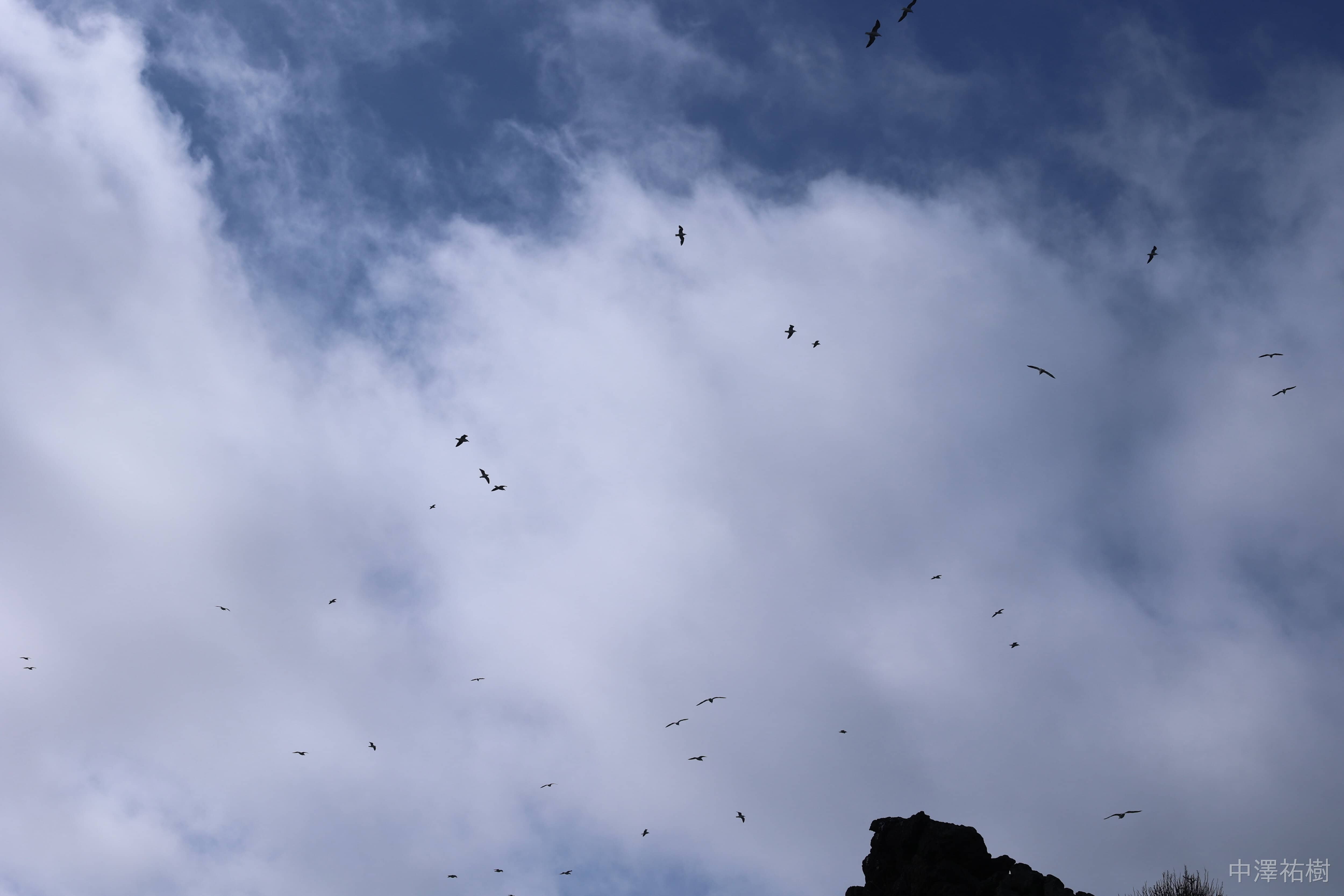106.雲間を飛ぶ鳥々