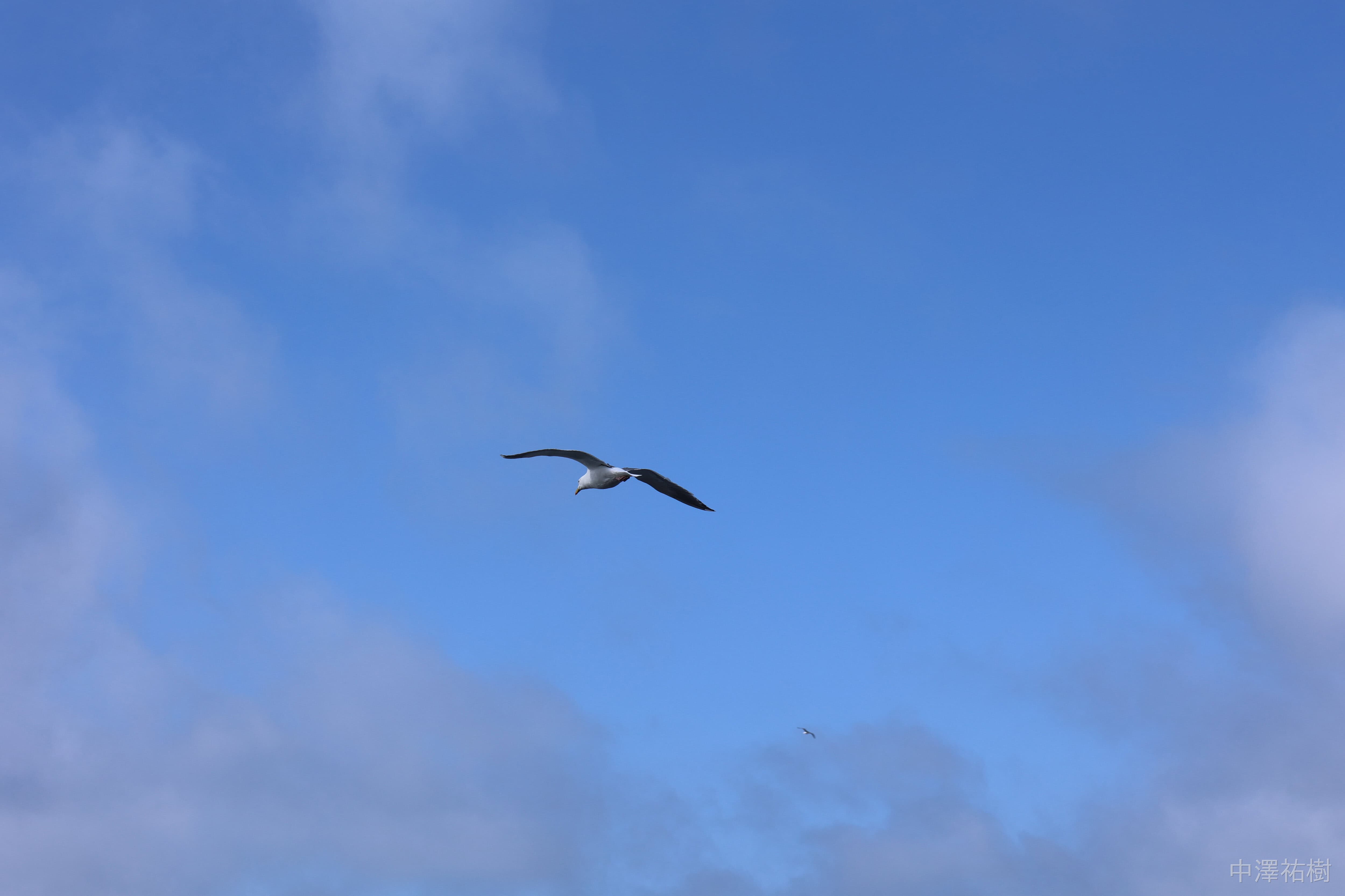 107.空飛ぶ鳥