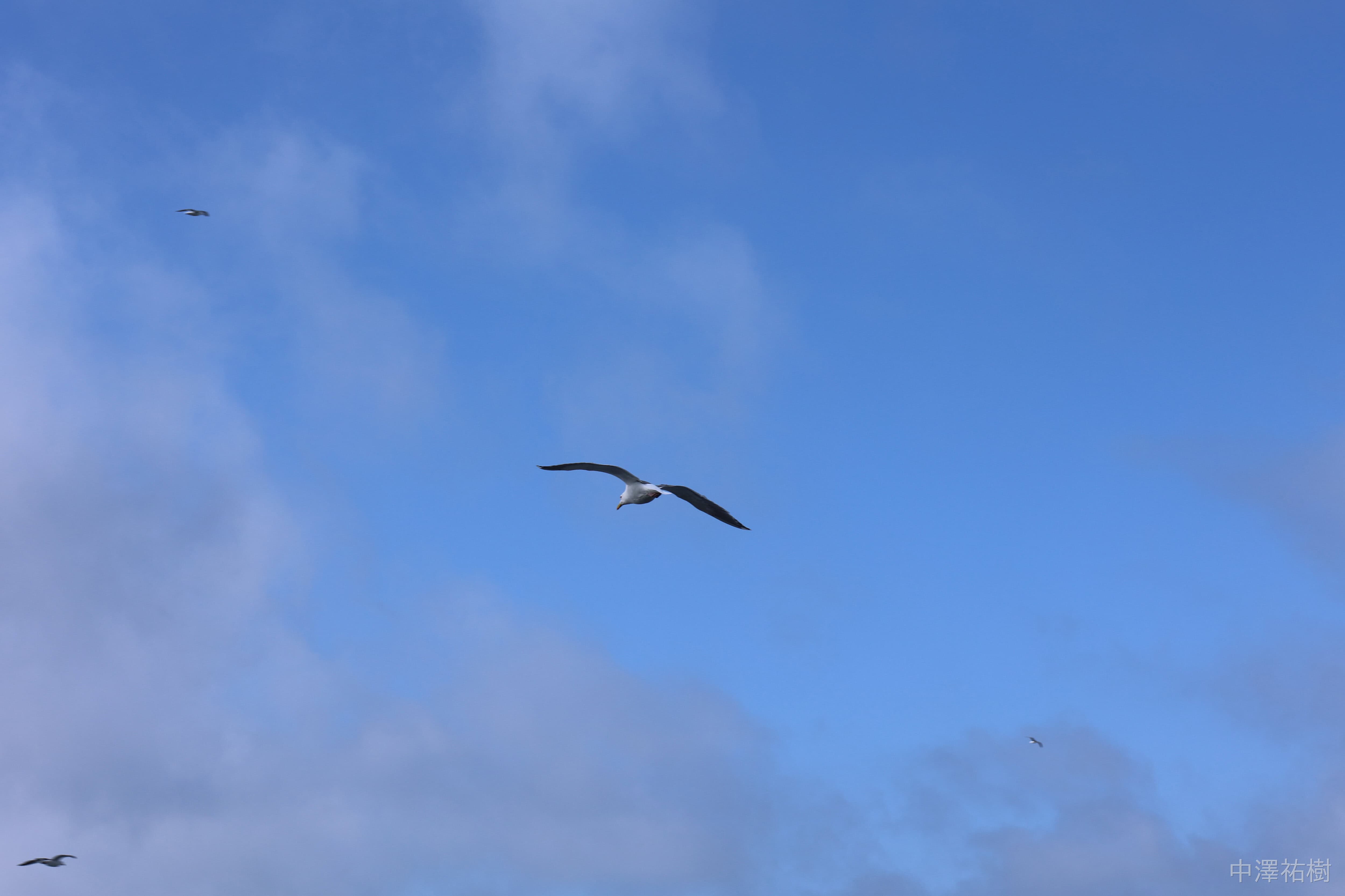108.海鳥の飛翔