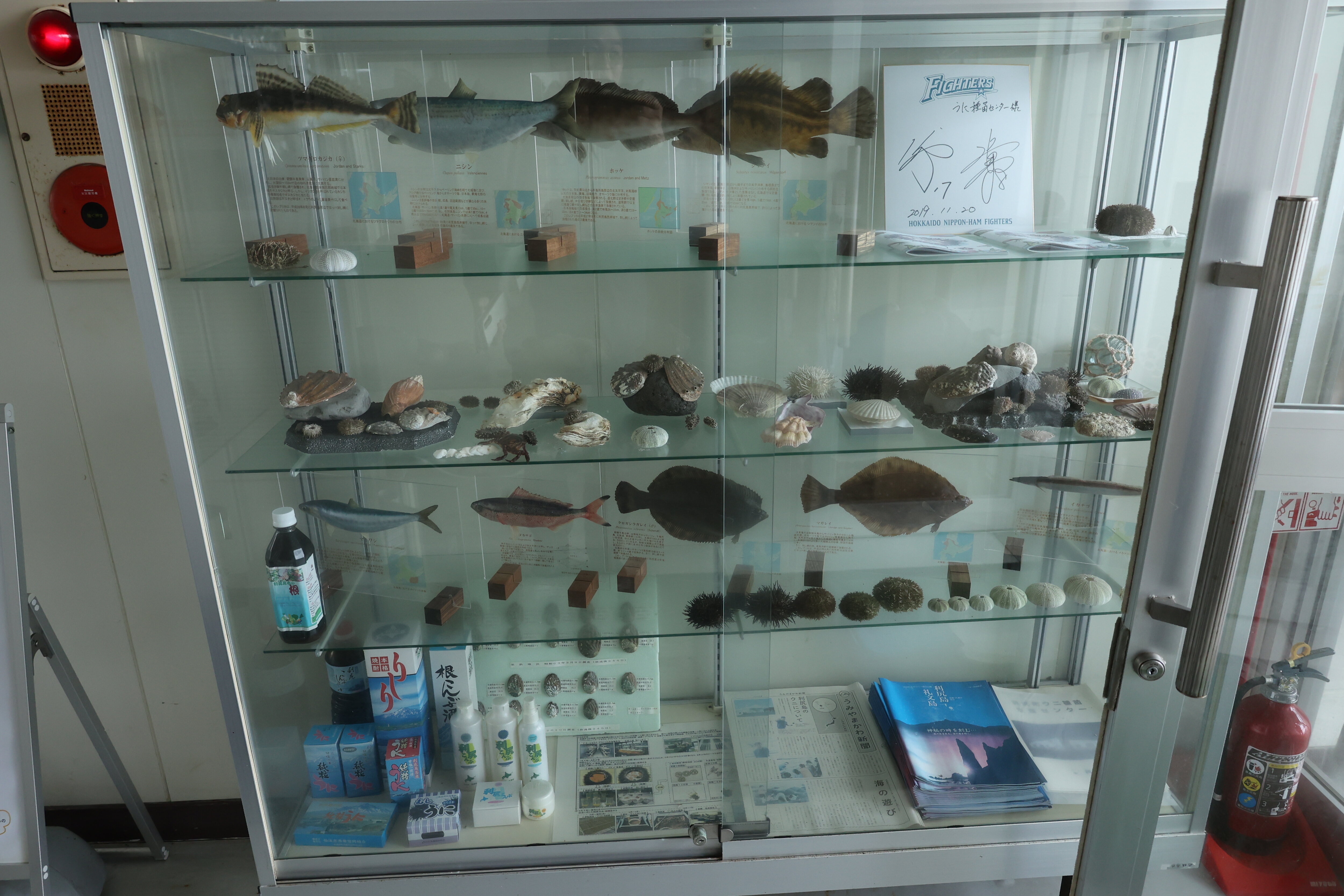 37.利尻町ウニ種苗生産施設・標本展示ケース