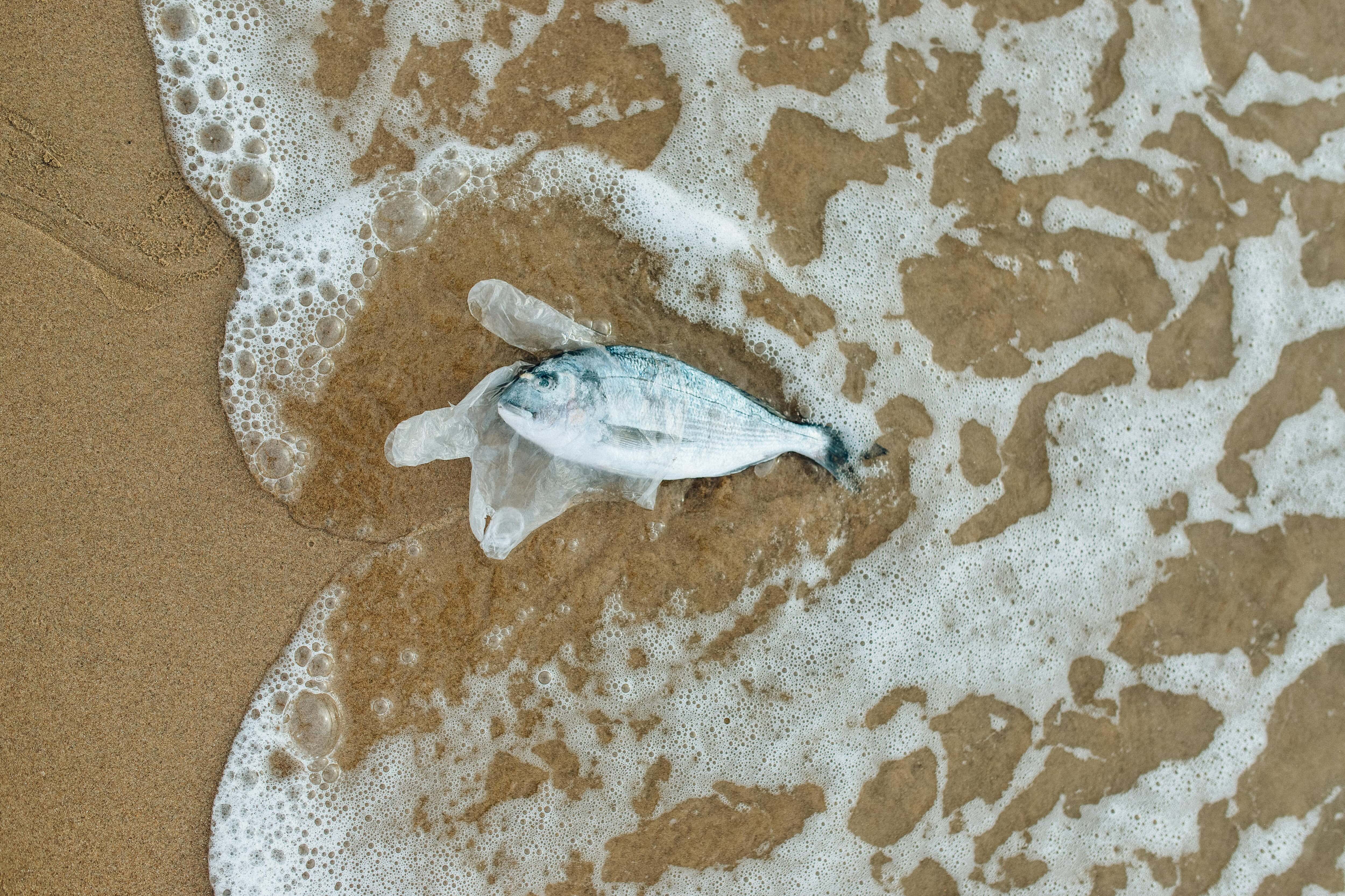 Dead fish on the beach