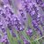 Lavandula angustifolia - English
