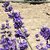Lavandula angustifolia - Folgate