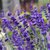 Lavandula angustifolia - Hidcote