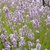 Lavandula angustifolia - Miss Katherine