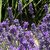Lavandula angustifolia - Munstead