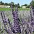 Lavandula x intermedia - Phenomenal