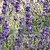 Lavandula angustifolia - Purple Bouquet