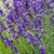 Lavandula angustifolia - Royal Velvet