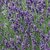 Lavandula angustifolia - Buena Vista