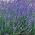Lavandula x intermedia - Gros Bleu