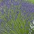 Lavandula x intermedia - Impress Purple