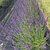 Lavandula angustifolia - Avice Hill