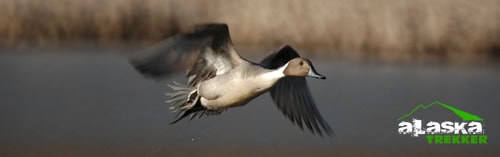 potter_marsh_anchorage