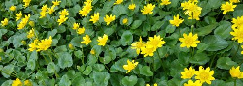 Read more about the article Lesser Celandine is Here