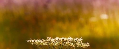 la-fin-de-lete-fenouil-sauvage-2 - Ateliers de naturopathie à Mouans-Sartoux