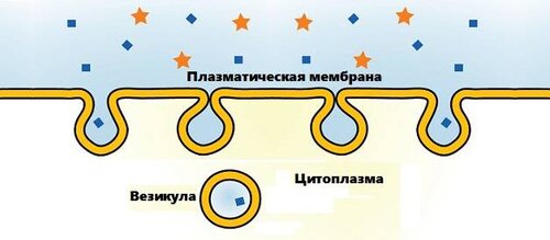 Пиноцитоз