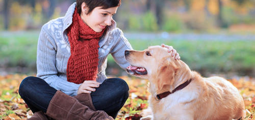 como cuidar a un perro