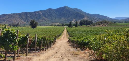 A fantastic view over the Clos de Luz vineyards