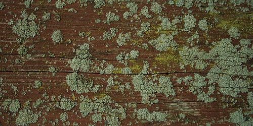 mold mold