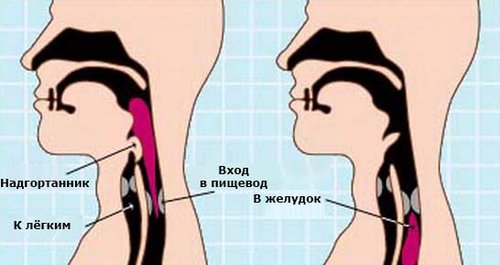 Разница между Болюсом и Химусом 1 Болюс