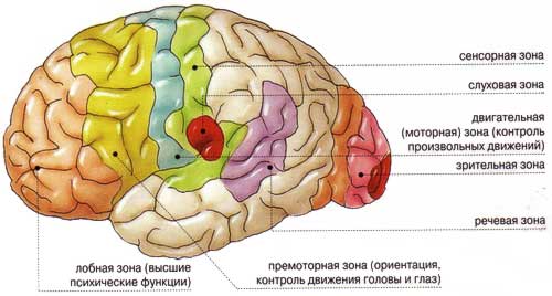 Разница между Моторным и Сенсорным гомункулом 2 Зоны мозга человека