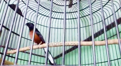 Dampak abu vulkanik bagi burung