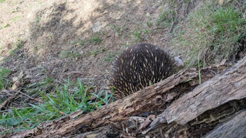 Echidna on the Mount Lofty hiking trail