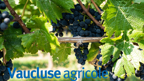 raisin vaucluse agricole