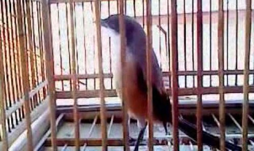mengatasi burung cendet yang gemar melantai mengatasi burung cendet yang gemar melantai
