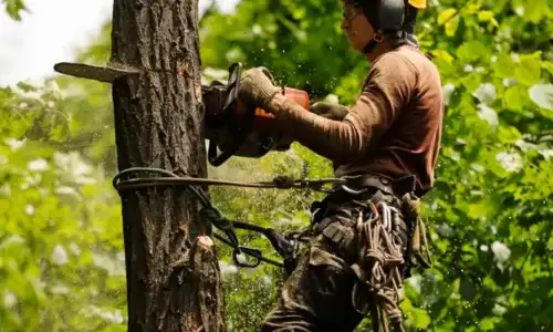 Tree Arborist & Tree Services Sydney