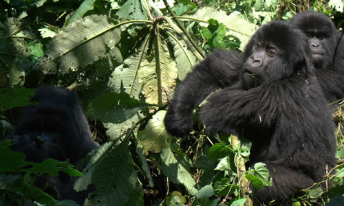 Activities in Buhoma Gorilla Sector