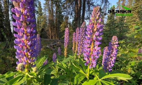 alaska-lupine