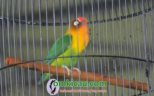 lovebird Arnold