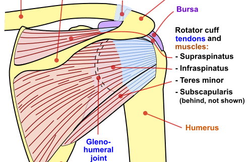 Shoulder joint anatomy diagram showing rotator cuff and bones