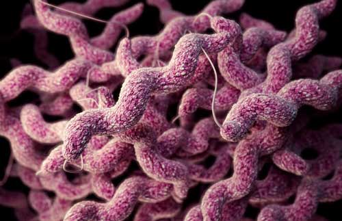 Разница между Campylobacter и Helicobacter 1 Бактерия Кампилобактер коли (Campylobacter coli)