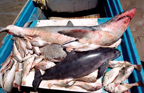 7 самых маленьких животных 6 Калифорнийская морская свинья, поймана в сетт с акулами и другими рыбами в Калифорнийском заливе, Мексика