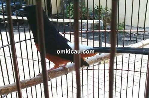 Murai batu Stella