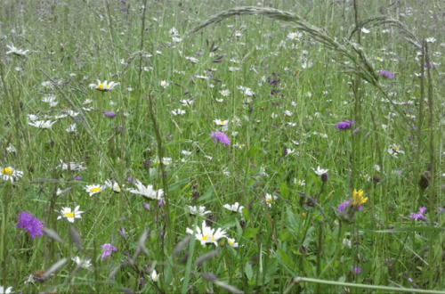 plantes nature herborisation santé naturelle