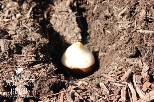 Bulb in Ground