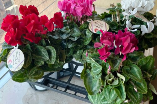 講師会　シクラメン