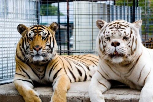 White Tigers: Facts, Threats, & Conservation
