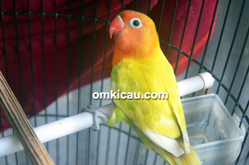 lovebird Ponirah