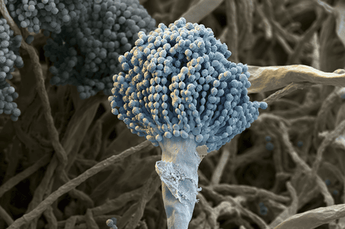 Разница между Аспергиллезом и Афлатоксикозом 1 Аспергилл (Aspergillus)