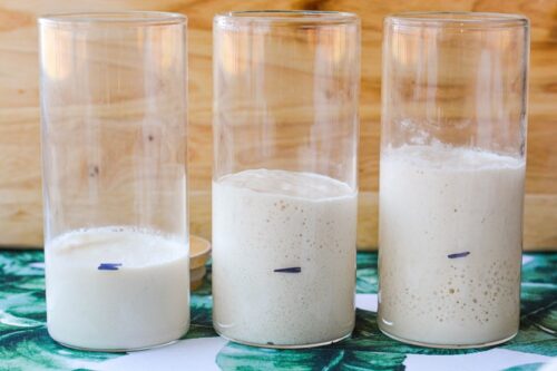 Sourdough starter rising PHOTO