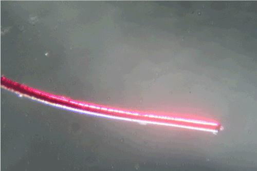 Fluorescent Morgellons fiber