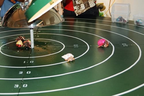Crab Races rental for events in Los Angeles, Orange County, and nationwide