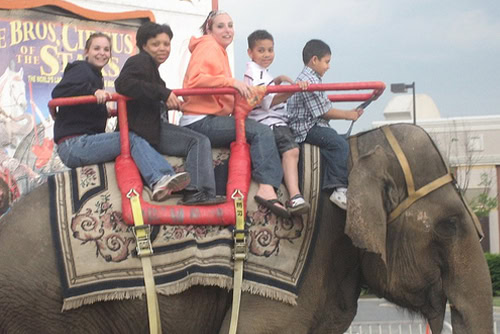 Elephant Rides rental for events in Los Angeles, Orange County, and nationwide