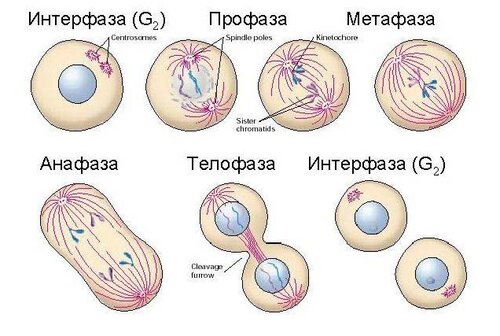 Разница между Митозом и Амитозом 1 Схема митоза