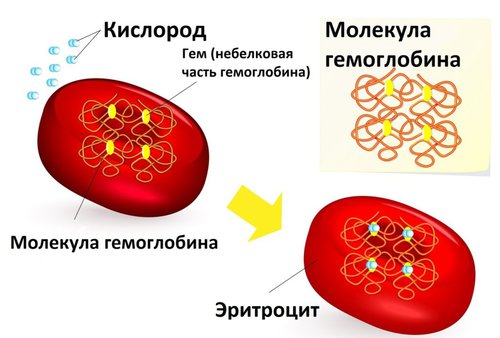 Разница между Гемоцианином и Гемоглобином 4 Гемоглобин